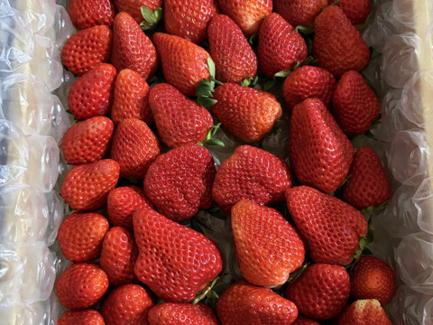 濃く甘いちご【紅ほっぺ】1000ｇ以上　◇朝どれ完熟保証◇