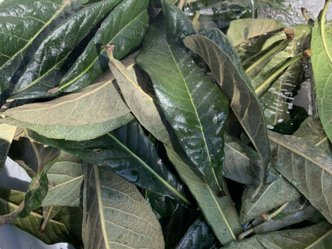 飲む、浸かる、塗る！びわ葉（乾燥）50g