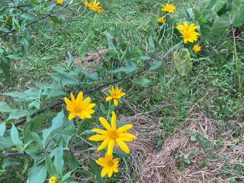 菊芋(キクイモ）農薬・化学肥料不使用　1.5kg　☆数量限定