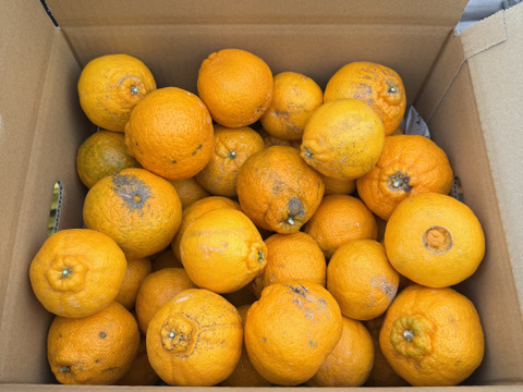 お徳用不知火Ｂ品9.5kg（約22～40玉）🍊 見た目の良く無いものになります