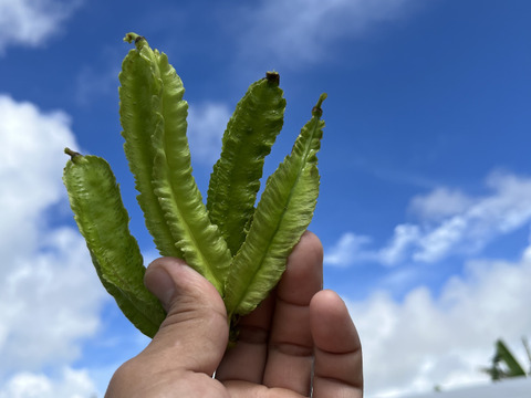 熱帯野菜の四角豆（200g）
