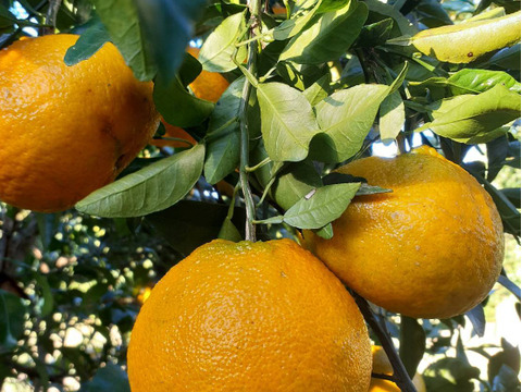 鹿児島県産「デコ不知火」箱込み5kg