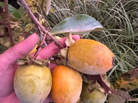 大自然の棚田で育った渋柿　自然栽培 干し柿用