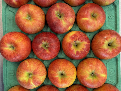 おやつ感覚で！？そのままパクっと！甘くてジューシー！長野県シナノスイート小玉9.8㎏