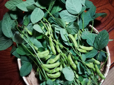 【初回限定BOX】今が旬❗17代目が作りだす葉っぱ付き枝豆１.３ｋｇ  【課外授業食べチョク編】