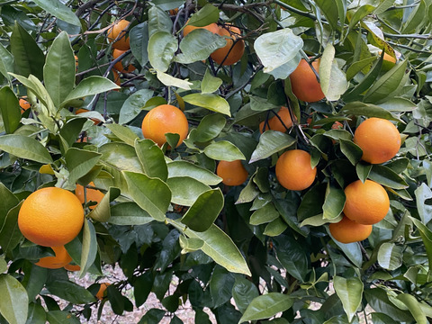 希少な国産『ブラッドオレンジ』タロッコ（ご家庭用・2kg）