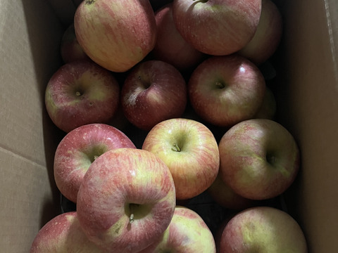 訳ありサンふじ家庭用10kg超　バラ詰め