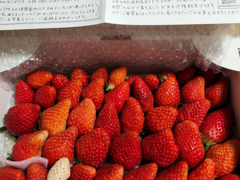 トクトク🍓いちごの宝石箱 朝摘み完熟❤️酵素栽培のこだわりいちご (３〜４月発送) 【いちご 食べ比べ】：栃木県産のとちおとめ｜食べチョク｜産地直送(産直)お取り寄せ通販 - 農家・漁師から旬の食材を直送