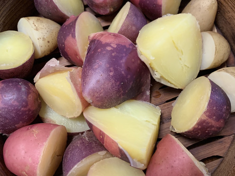 農薬化学肥料不使用‼︎今が旬！新じゃがカラフル詰め合わせ＆ローズマリー少量