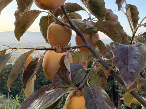 【送料500円引】干し柿用 愛宕柿(あたご柿)