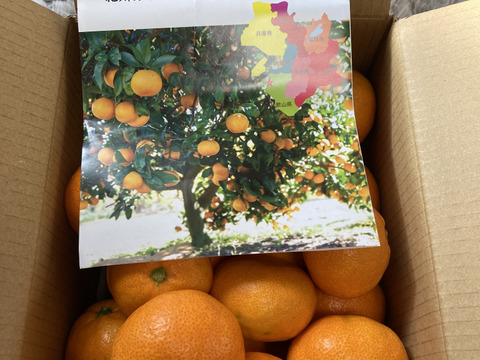 【感動のみかん】S～Mサイズ3kg とみ子ばぁばの宮川早生みかん糖度12度以上/有田産