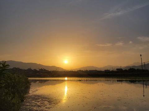 令和7年！農薬不使用新米！
コシヒカリ10㎏