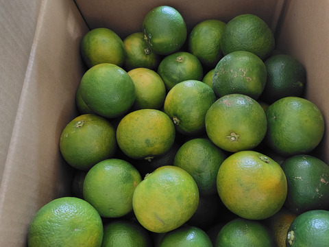 手作りぽん酢にチャレンジ　静岡県産　青どり橙