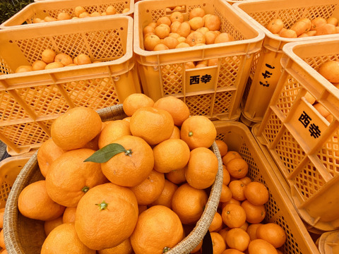 【甘み＆食べやすさ】の二刀流！西果樹園みかんの代表格！西幸みかん【早生みかん５キロ】