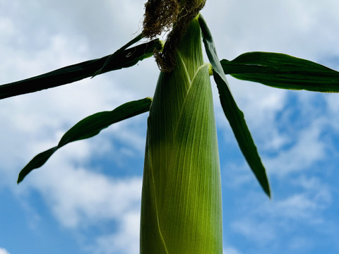 寒暖差20℃で栽培した幻のトウモロコシ