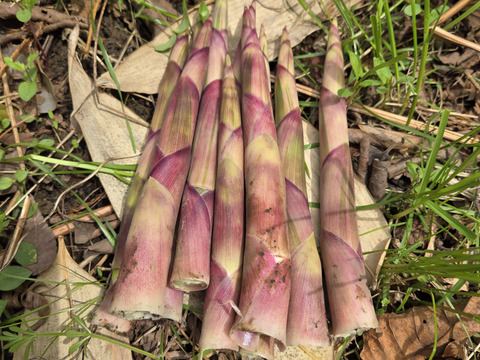 ★自然栽培　根曲がり竹　ネマガリダケ　姫竹　500g　冷蔵専用箱発送