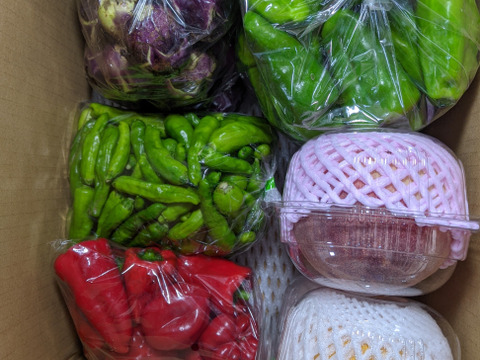 シシトウ、丸ナス、ピーマン、完熟ピーマン、桃、ブドウ