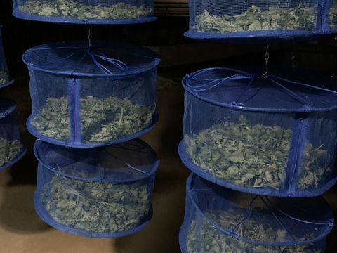 飲む、浸かる、塗る！びわ葉（乾燥）50g