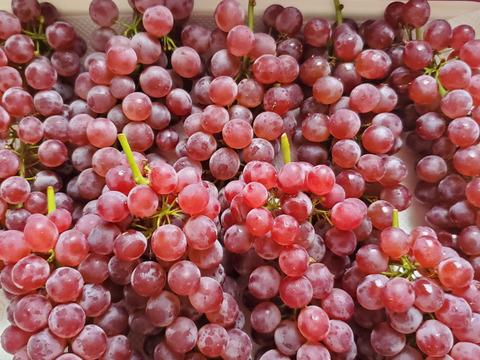 【朝どれ】予約開始！！ご家庭用に★訳あり完熟ぶどうデラウェア、ジャム・スムージーなどにも❗