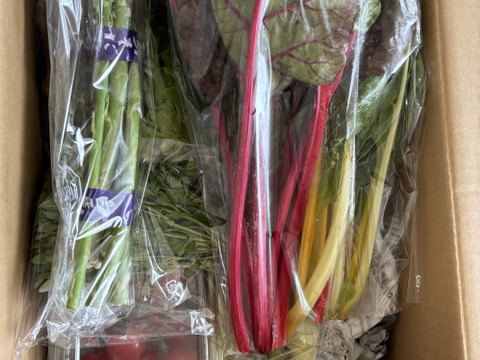 【7月便 お届け】旬の野菜詰め合わせ(約８種)　朝採り　新鮮で味の濃い野菜たち