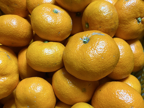 【柑橘食べ比べ】チビ湘南ゴールド500g&お家みかん2kg