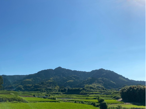 お買い得♪ジャム用いちご（ゆうべに）2kg