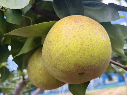 優しい酸味に抜群の甘さがクセになる【甘太】３㎏