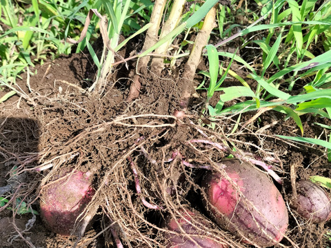 自然栽培のじゃがいも「グランドペチカ」　１kg