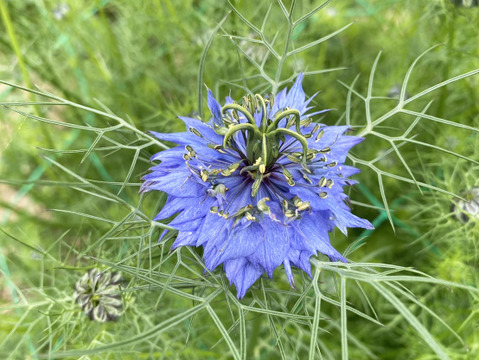 【お届け20本-40㎝】〜ニゲラ〜　初夏から夏が旬の可憐で涼しげなお花！