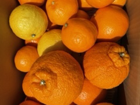 倉橋ミカン食べてクレ園の、旬の柑橘詰合せ（4.5kg）広島県　倉橋島柑橘詰合せ