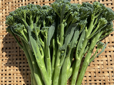 スティックセニョールとカリフローレのセット