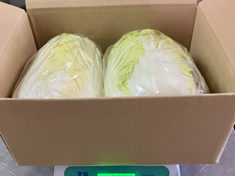 【有機JAS認証】有機白菜2玉、約3kg、クセもなくみずみずしい、甘み十分！