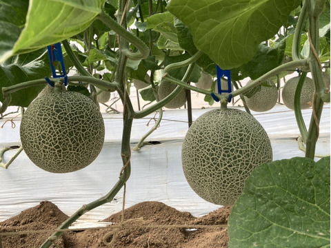 【茨城県 旭村産】 アールスメロン【2玉】