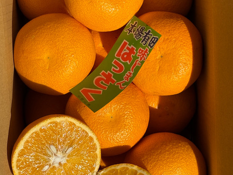 正直、今年は甘い｜和歌山はっさく 箱込み約5kg 糖度12度以上