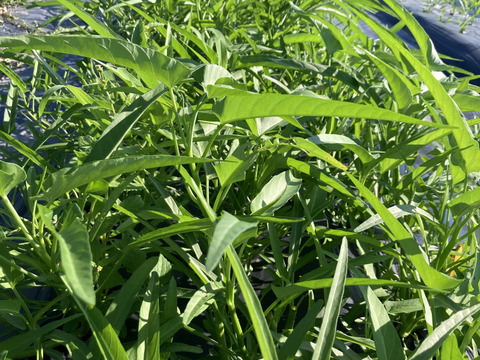 シャキシャキ食感！空芯菜500g