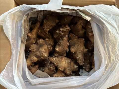 千葉県産　シャキシャキ食感！菊芋（1.5kg）