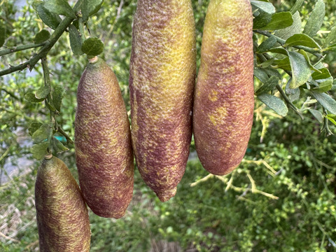 フィンガーライム