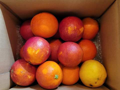 箱込約2㌔　ブラッドオレンジモロ