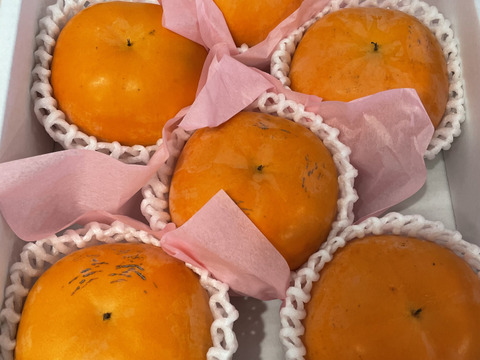 期間限定！糖度20度以上！福馬果樹園の屋根かけ太秋柿！！