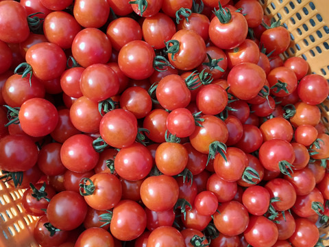 ミニトマト農家が作った【フルーティーなミニトマトジャム】100g×４個