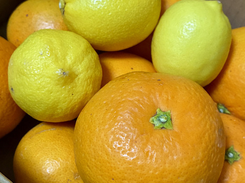 あふれる果汁！きよみ清見オレンジ1㎏【S～Mサイズ】