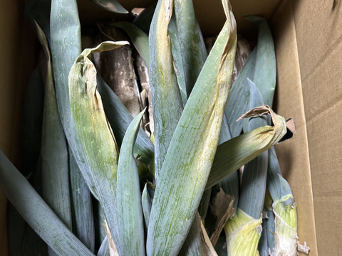 【有機JAS認証】オーガニック下仁田ねぎ（4kg）【冬ギフト】