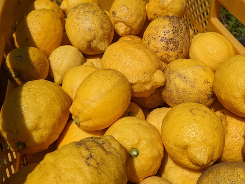 【訳あり】【栽培期間中農薬不使用】大崎上島産完熟レモン2kg