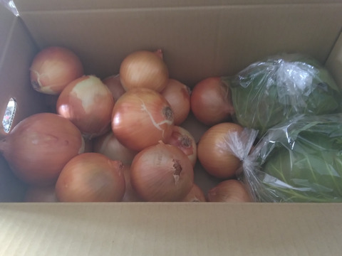 【今だけ！数量限定】大人気♪グリーンボール２玉と特別栽培淡路島玉ねぎ5キロ