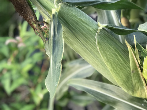 【淡路島から朝どりでお届け！】朝摘み真珠とうもろこし【淡路島の白い宝石】