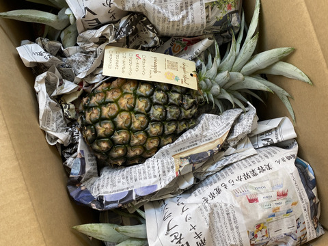 【石垣島直送】桃のように香るピーチパイン5kg（6〜8玉入り）｜前花パイン農園（沖縄県石垣島産パイナップル）