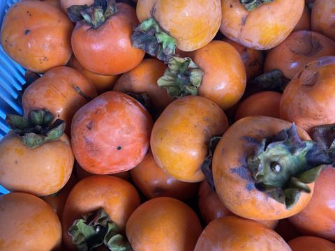 小さめ渋柿2Kg。柿酢など瓶詰めしやすい。干し柿にも