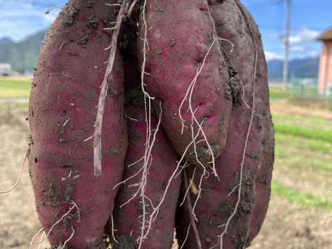 大人気‼️紅はるか4k入❗️焼き芋、大学芋最高です👍