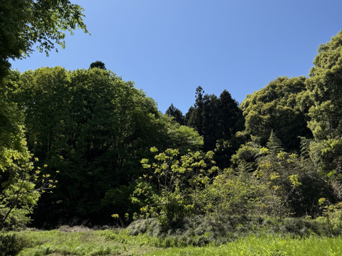 【旬の味覚】5月上旬まで自然農法栽培でパクチー600g以上 & 季節の山草山菜もサービスセット。香りの良い美味しいたっぷりのパクチーと共に季節の山菜などサービスでお入れしてお届け致します。