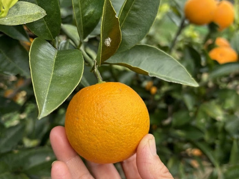鹿児島県産　早摘みオレンジ！２ｋｇ